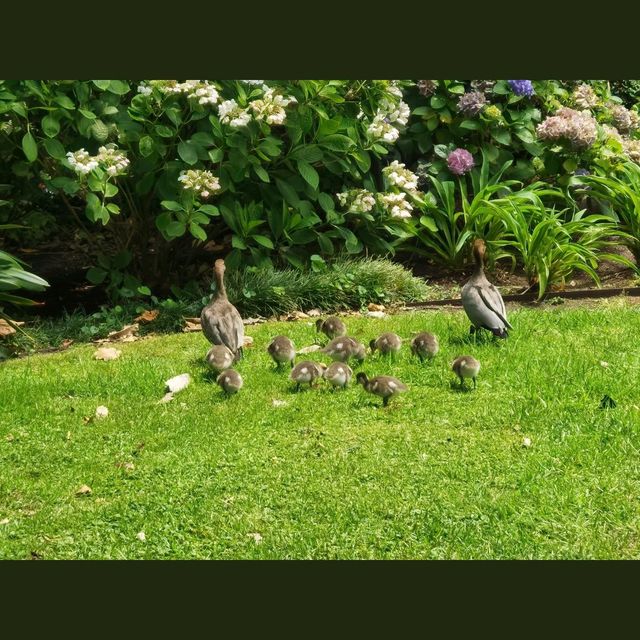 墨爾本維多利亞女皇花園