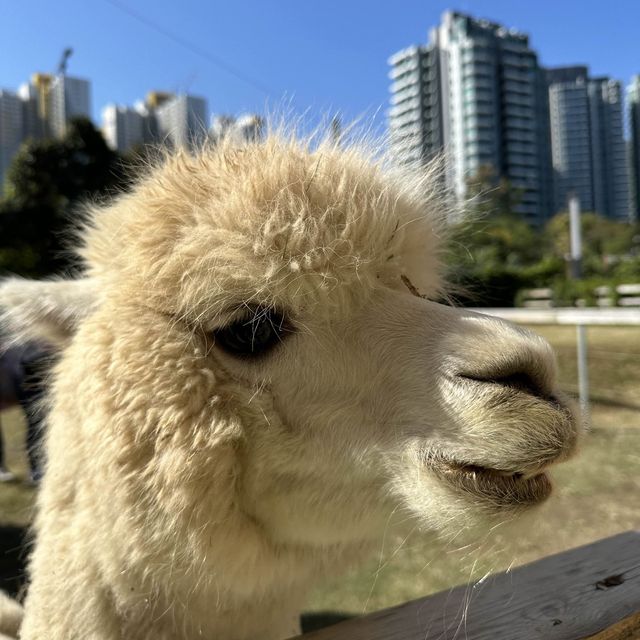 新年親親羊駝🦙羊咩咩🐑兔兔🐰❤️🍊