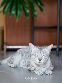 Mana Chujai คาเฟ่สุดโฮมมี่ฮีลใจย่านลาดพร้าว