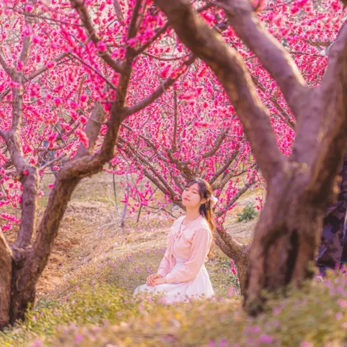 🌸봄의 매화가 가득히 피어난 부산 봄 여행지 [기장, 매화원]🌸