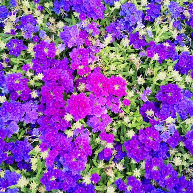 Hong Kong Flower Show 