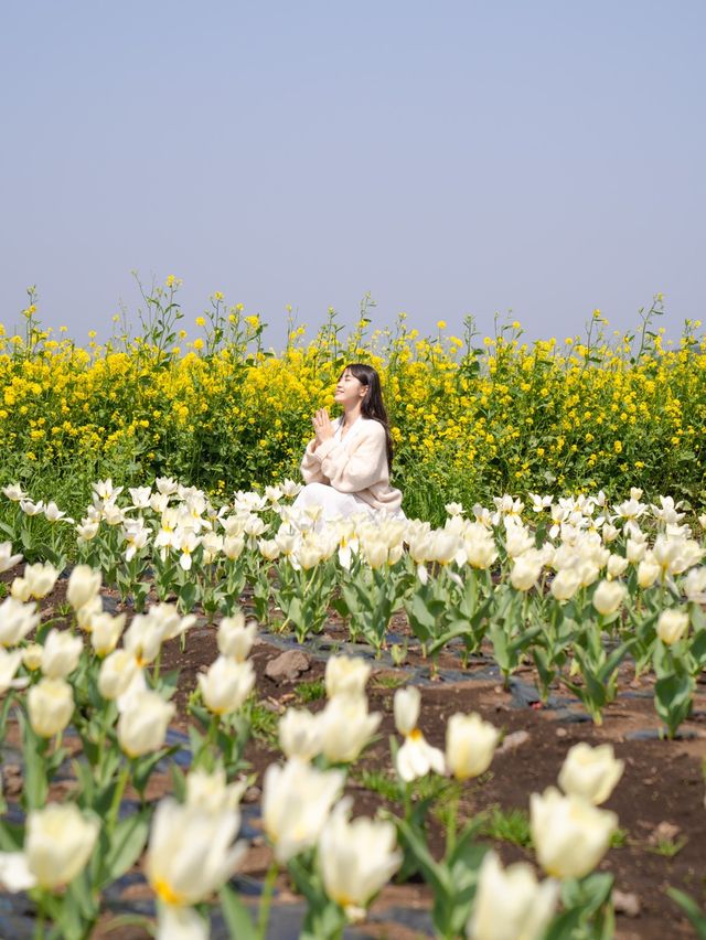 보롬왓의 바람의정원에는 알록달록한 튤립들이 가득!