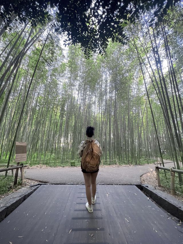 Arashiyama Bamboo Forest 