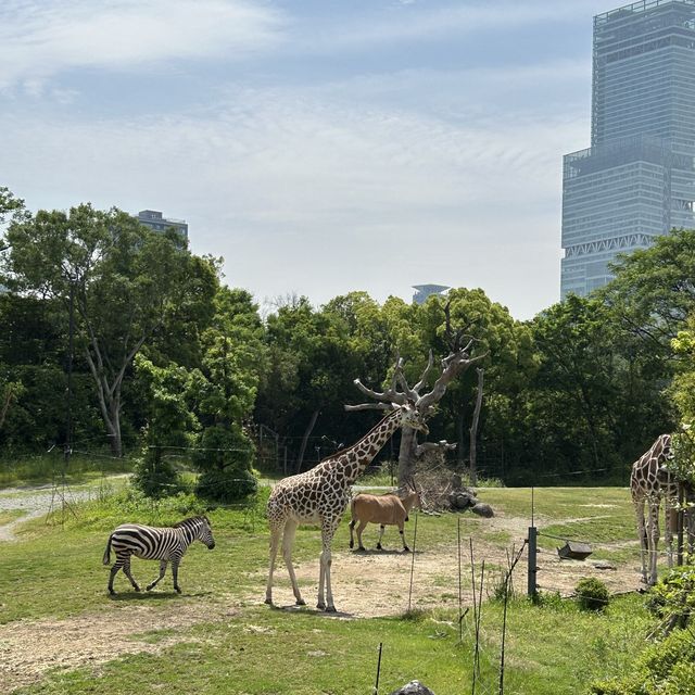 【 市區內的傳統動物園。天王寺動物園 】