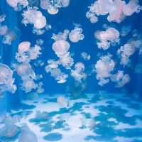 【神奈川】「新江ノ島水族館」でこの夏は新たな発見を🐟