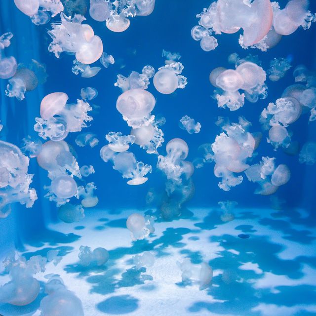 【神奈川】「新江ノ島水族館」でこの夏は新たな発見を🐟