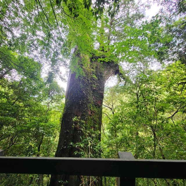 桃園景點｜拉拉山神木群步道