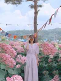 분홍 수국 물결 속으로 초대합니다💖