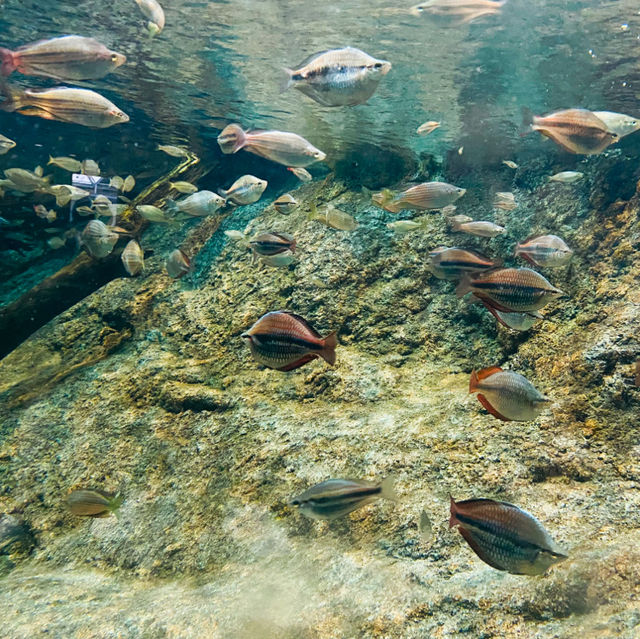 พิพิธภัณฑ์สัตว์น้ำท่าเรือนาโกย่า 名古屋港水族館