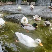 คาเฟ่เป็ดสำหรับเด็กๆ บรรยากาศชนะเลิศ