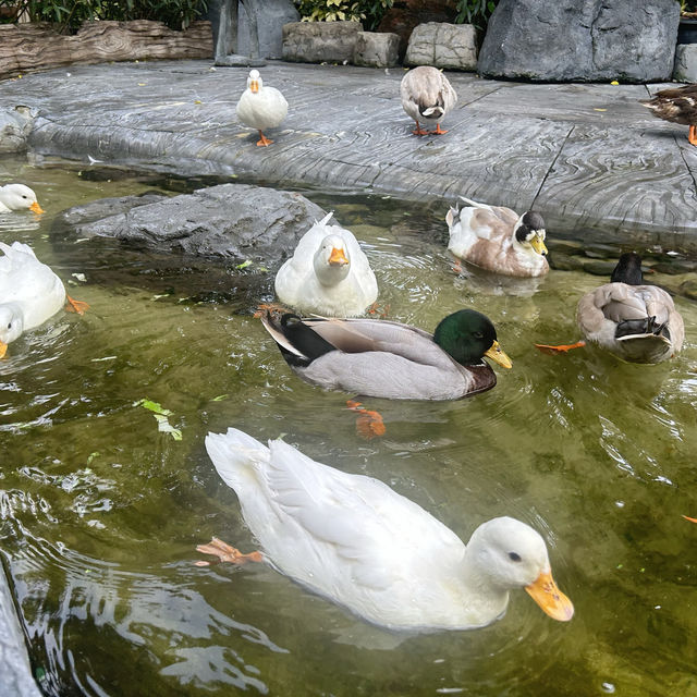คาเฟ่เป็ดสำหรับเด็กๆ บรรยากาศชนะเลิศ