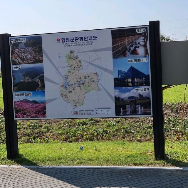 핑크뮬리 구경하세요.