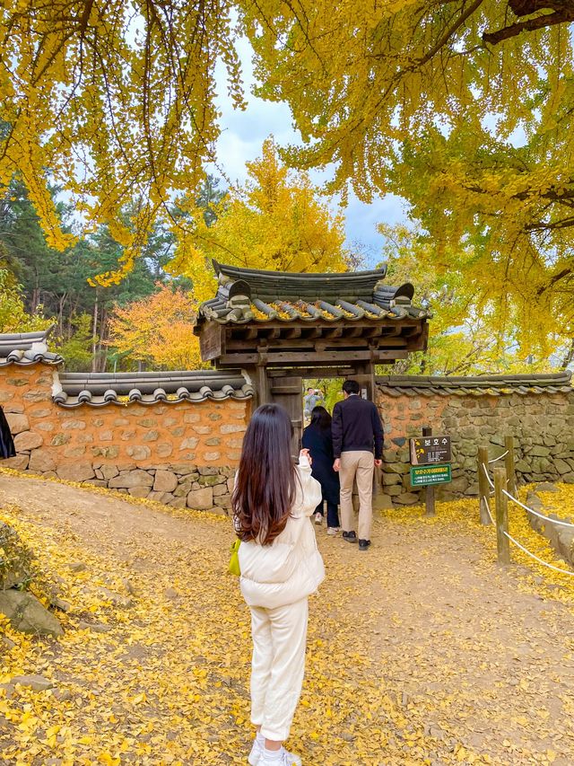 경남 가을 명소, 밀양 금시당 백곡재 은행나무 