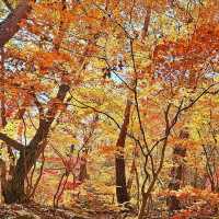 Embracing Autumn Foliage in Juwangsan