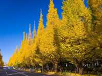 Autumn In Tokyo