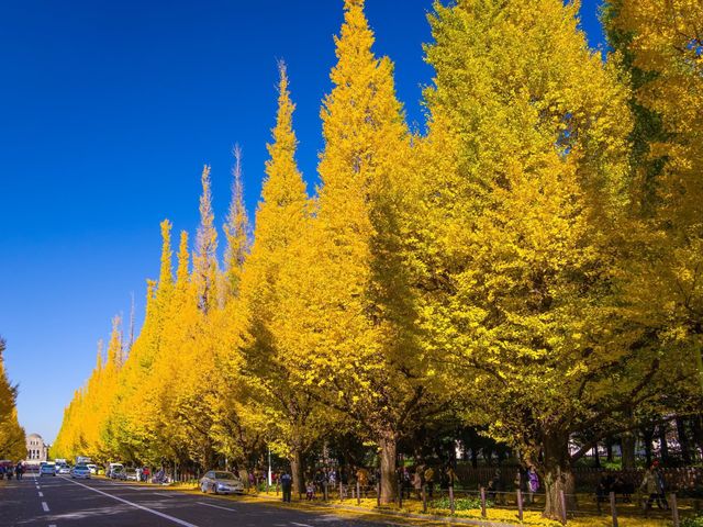 Autumn In Tokyo