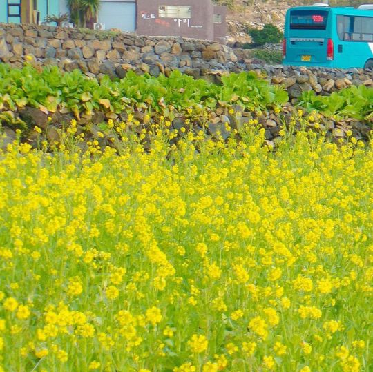 산방산뷰와 함께 볼 후 있는 제주 유채꽃밭💛