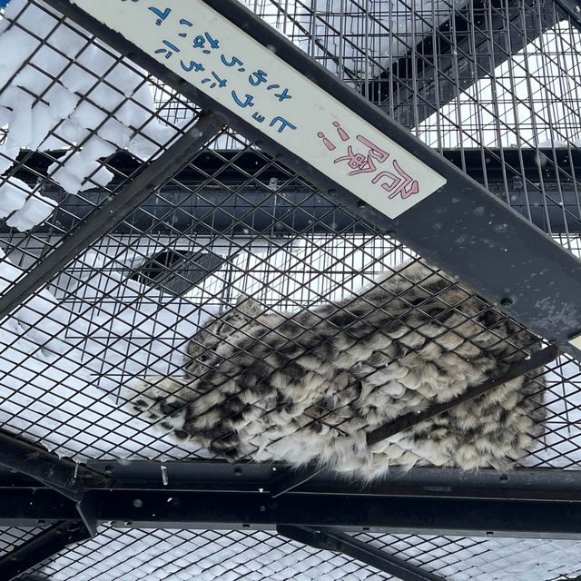 旭山動物園❤️北海道必去景點