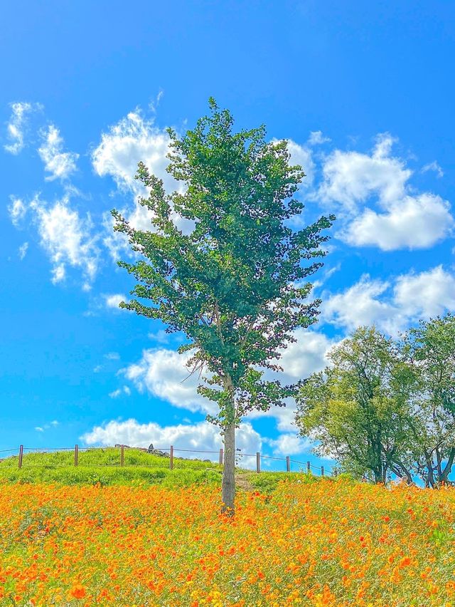 가을의 핫플레이스, 연천 댑싸리 공원💚