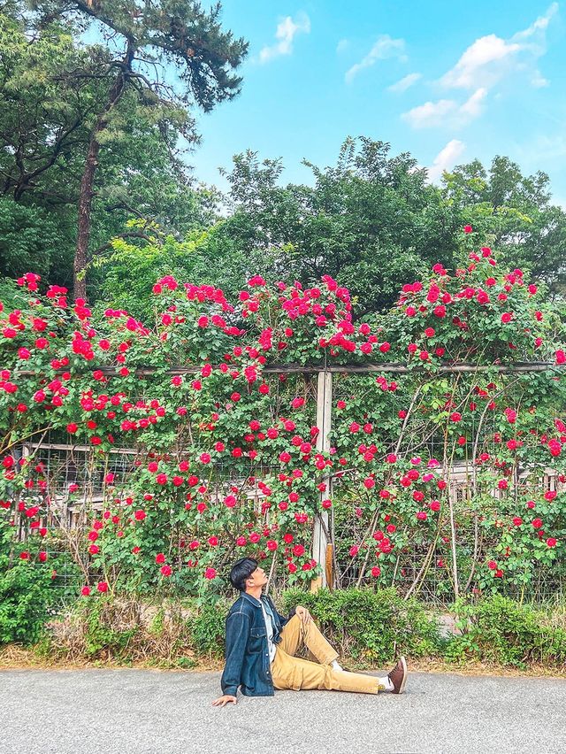 어린이대공원에 위치한 장미스팟🌹