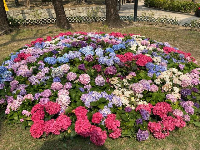 心型繡球花海🫀