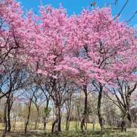 대전의 봄꽃 여행지:: 한밭수목원🌸