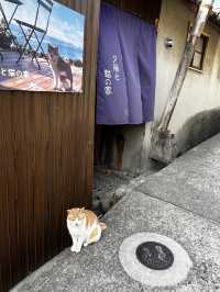 男木島🐈