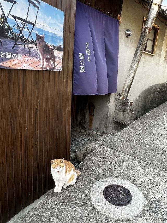 男木島🐈