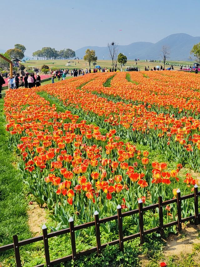 Be in love with these gorgeous tulips 🌷 