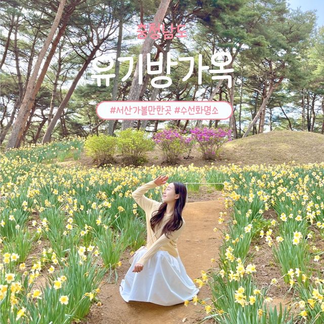 수선화명소 서산 유기방가옥