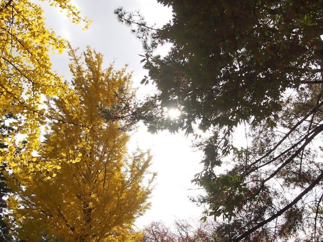 黃色的秋葉🍂 東大寺