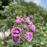 一年四季都有唔同花睇嘅芝公園