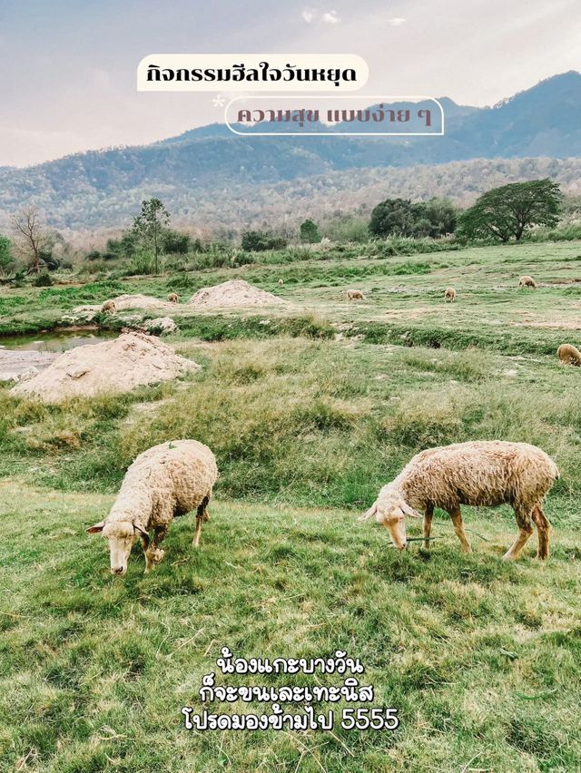 เที่ยวฟาร์มแกะห้วยตึงเฒ่าที่เชียงใหม่กัน 🐑