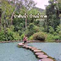 ป่าต้นน้ำ บ้านน้ำราด จังหวัดสุราษฎร์ธานี