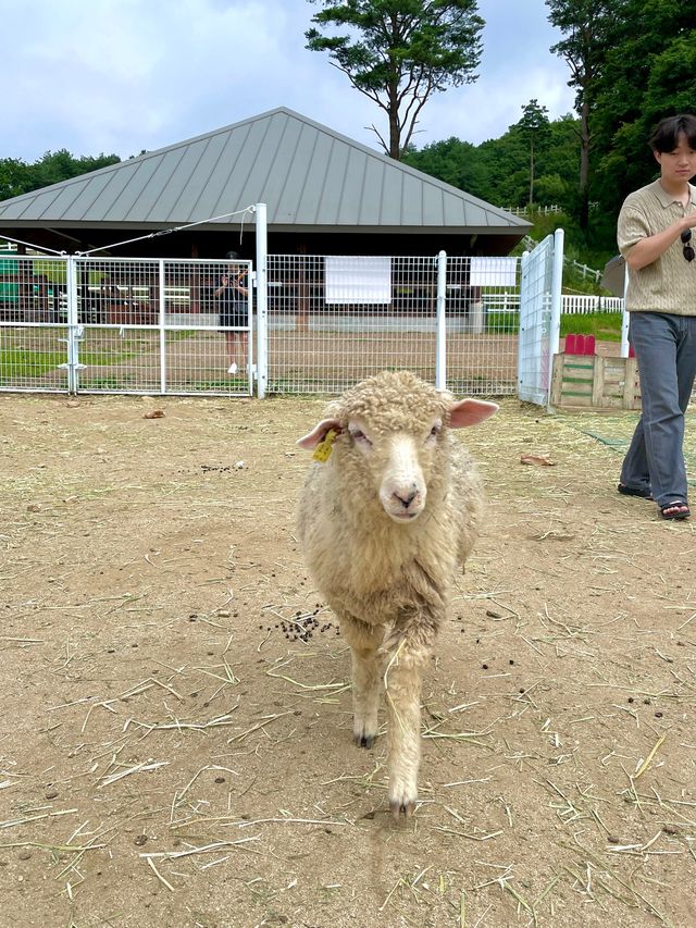 자연에서 뛰노는 양들을 가까이서 만날 수 있는 대관령 하늘목장🐑