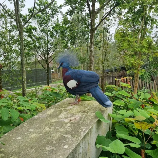 Singapore's Largest Bird Paradise 🦜🐦