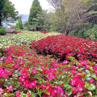 Kuju Garden in Kyushu…why always Hokkaido?!