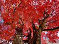 อัพเดตใบไม้เปลี่ยนสี มองเห็นวิวฟูจิกันค่ะ 🍂