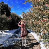 🌺🌺Camellia Hill🌺🌺