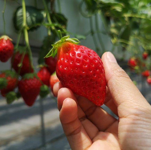 Grandberry Farm Osaka