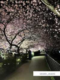 【静岡 河津桜】夜のライトアップもおすすめ！河津桜まつり🌸