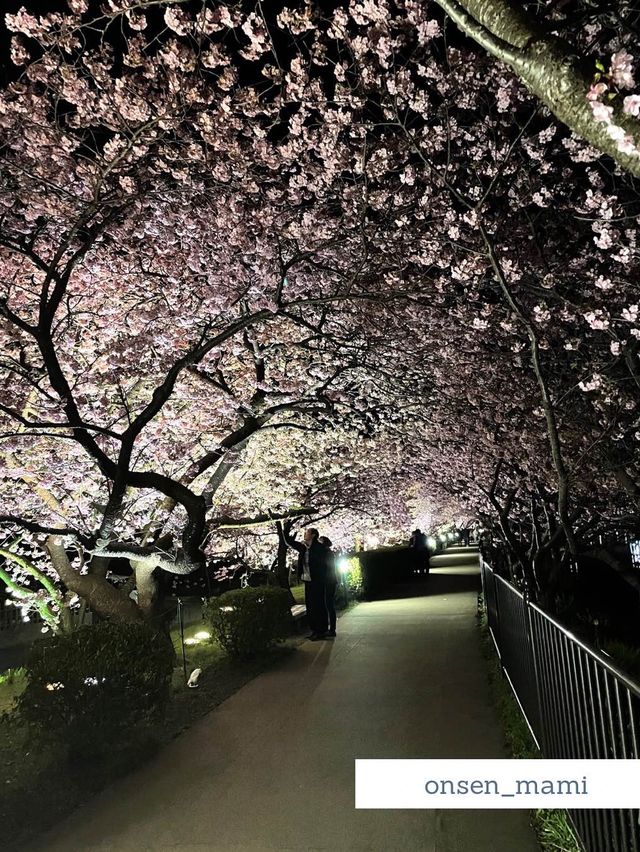【静岡 河津桜】夜のライトアップもおすすめ！河津桜まつり🌸