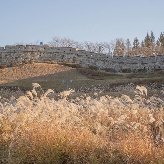 수원 방화수류정 근처에 있는 억새포토존 🌾✨