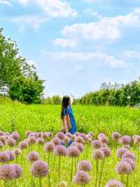 현시각 3가지 꽃을 한번에 볼 수 있는 명소💐