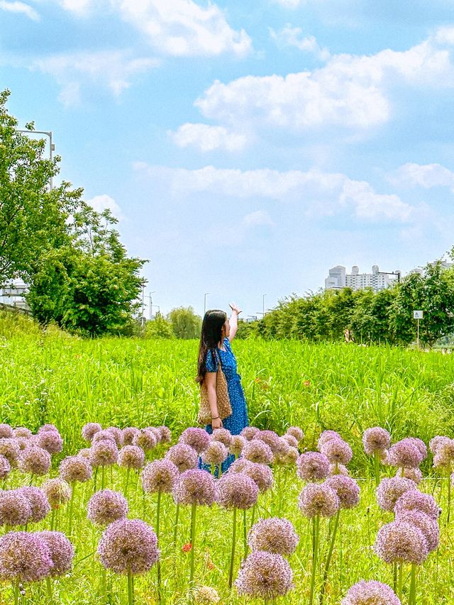 현시각 3가지 꽃을 한번에 볼 수 있는 명소💐