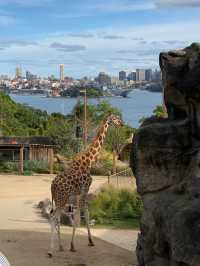Taronga Zoo🐨 @Sydney🇦🇺