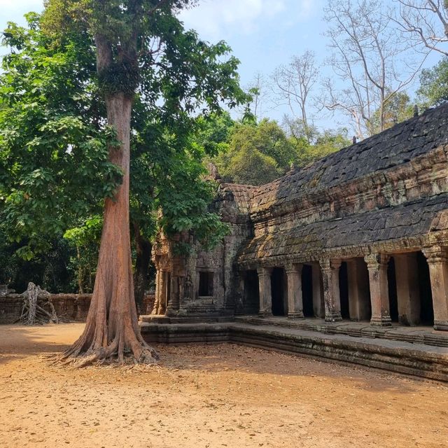 Ancient Temple - TaProhm Temple 