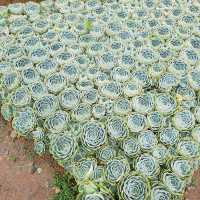 ATOK BENGUET IS A SUCCULENTS CITY