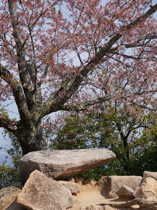 Birds View of Miyajima Island