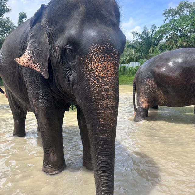 The best day of your life with Elephants 🐘🌿